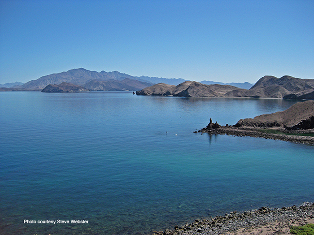 Webser Sea of Cortez